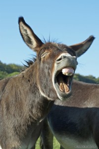 "Hee Haw" -- Translation: "Consider bartending school and stop ruining everyone's good time."