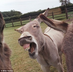 Hee Haw - Translation: "Gary, you really are an ashole."